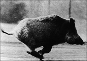 The wild boar enjoys a mythic status in France.