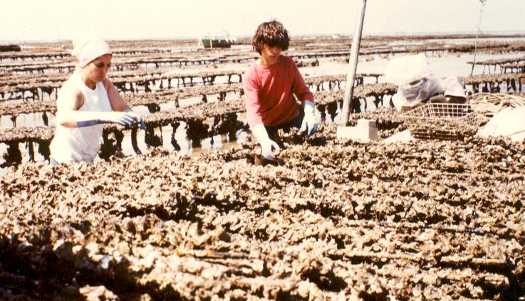 Oysters grow for 18 months on a support system and often stick together. Now they are separated and prepared for the second step. That's Thierry at a...