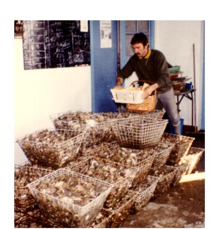 Oyster cultivation involves a lot of heavy lifting. This is Thierry's father.