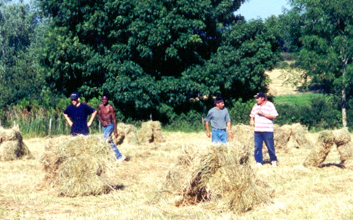 After the cold July came the haying season. I get the most terrible hay fever every year--runny nose, eyes, sneezing. This is not one rural tradition...