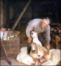Panou at sheep shearing time, 1984.