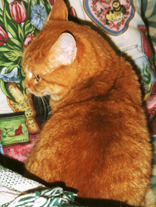An orange cat