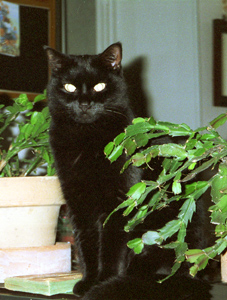A black cat beside a potted plant