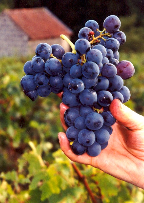 The grapes of our village. French wine has never tasted better in history--though consumption is dropping.