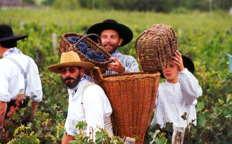 After the ceremony, it comes down to this. The grapes are carefully cut with pruning scissors and then transferred from individual baskets to a...