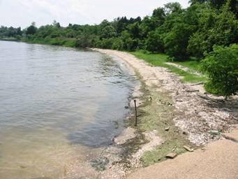 A river bank lined with trees